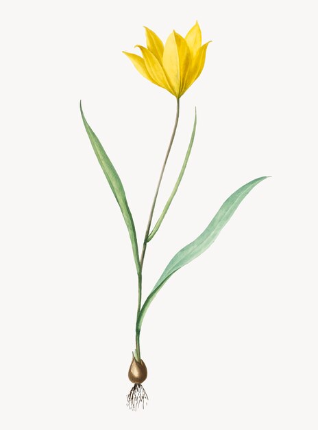 Ilustración vintage de tulipa sylvestris