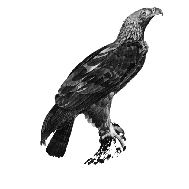 Ilustraciones vintage de águila imperial oriental