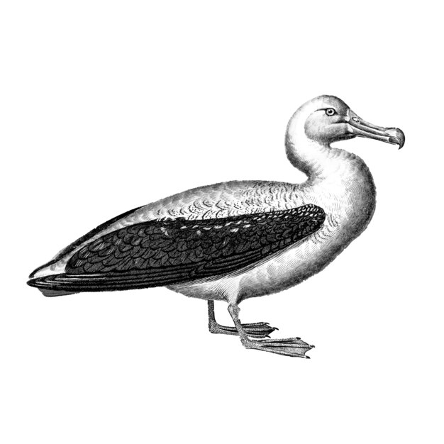 Ilustraciones vintage de albatros.