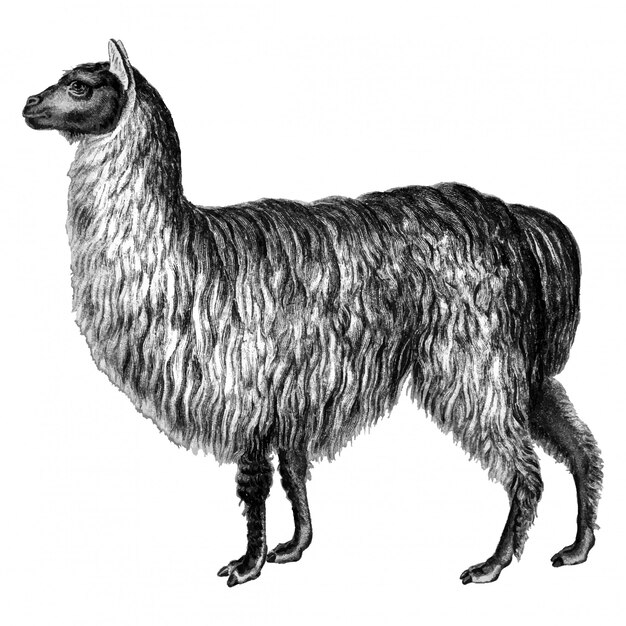 Ilustraciones vintage de alpaca.