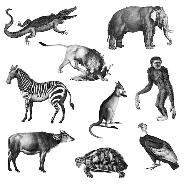 Vector gratuito ilustraciones vintage de animales