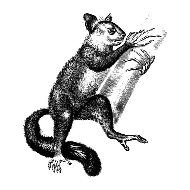 Ilustraciones vintage de Aye-aye