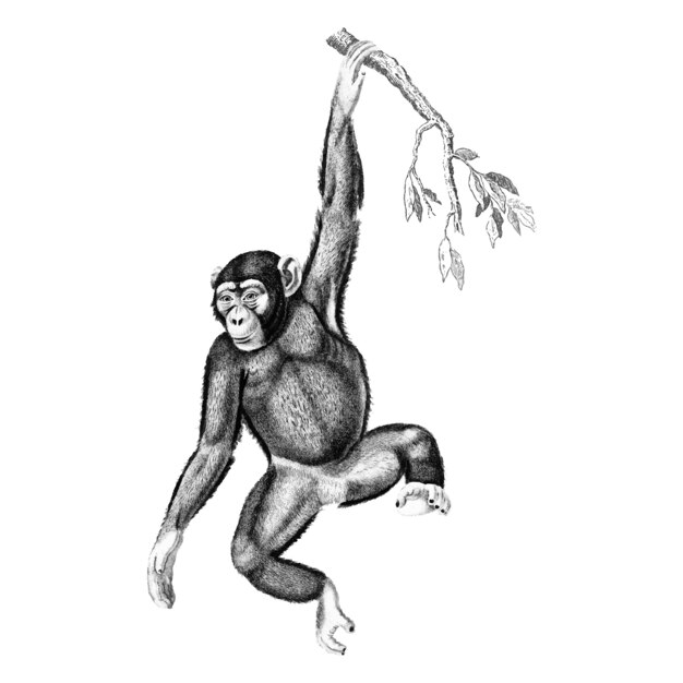 Ilustraciones vintage de chimpancé