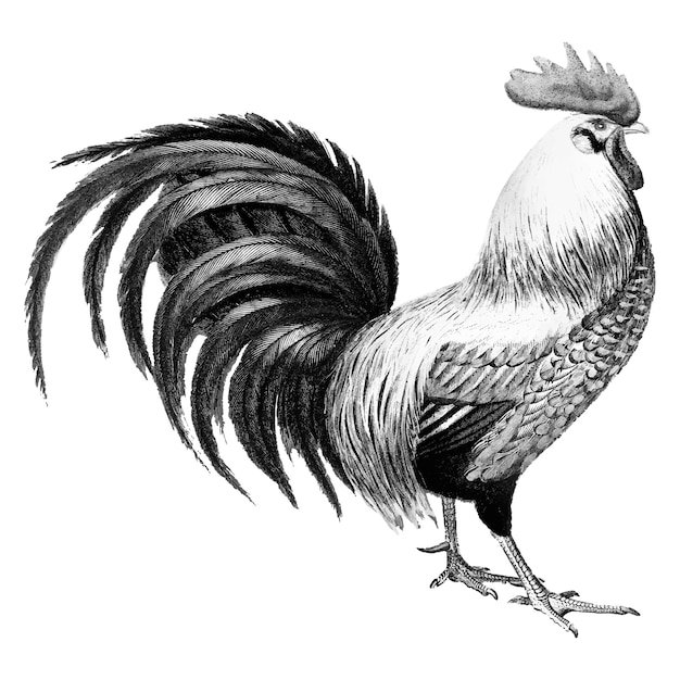 Vector gratuito ilustraciones vintage de gallo