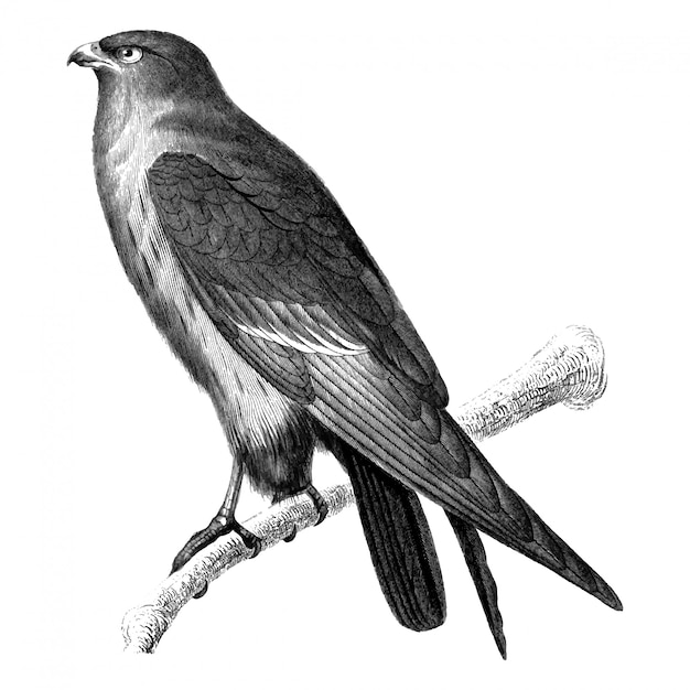 Ilustraciones vintage de halcón de patas rojas