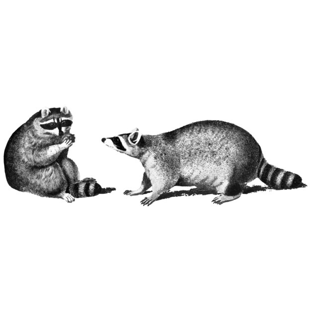 Ilustraciones vintage de mapaches