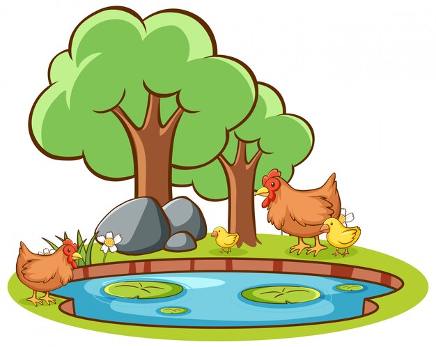 Imagen aislada de pollo en el estanque