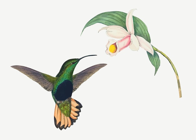 Impresión de arte animal de vector de colibrí, remezclada de obras de arte de John Gould y Henry Constantine Richter