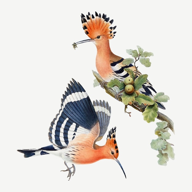Impresión del arte animal del vector del pájaro de las abubillas, remezclada de las obras de arte de John Gould, Henry Constantine Richter y Charles Joseph Hullmandel