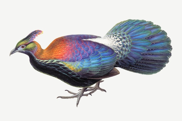 Vector gratuito impresión del arte animal del vector del pájaro de monal, remezclada de las obras de arte de john gould y henry constantine richter