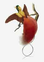 Vector gratuito impresión de arte animal de vector pájaro rojo del paraíso, remezclada de obras de arte de john gould y william matthew hart