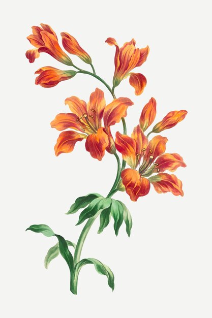 Impresión de arte floral vintage de vector de lirio naranja, remezclada de obras de arte de John Edwards