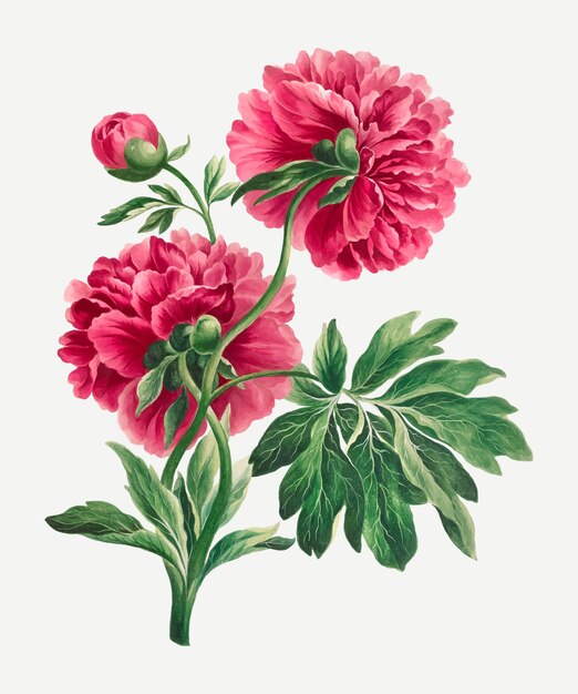 Impresión de arte floral vintage de vector de peonía rosa, remezclada de obras de arte de John Edwards