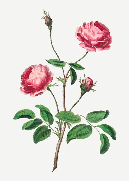 Vector gratuito impresión de arte floral vintage de vector de rosa rosa, remezclada de obras de arte de john edwards