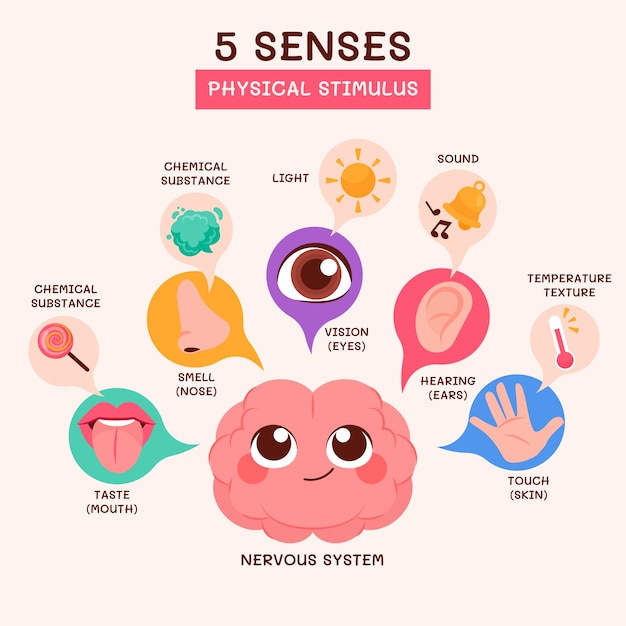 Vector gratuito infografía de los 5 sentidos dibujada a mano