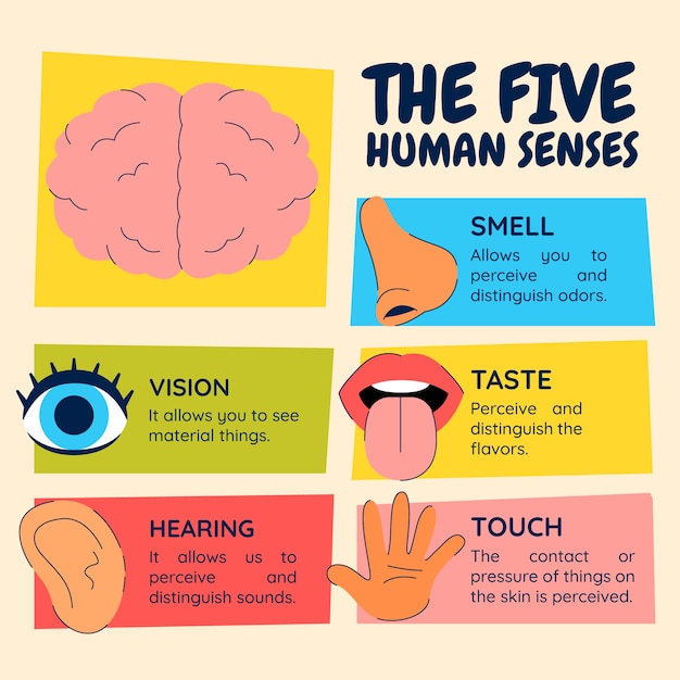 Infografía de los 5 sentidos dibujada a mano