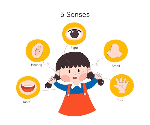Vector gratuito infografía de los 5 sentidos dibujada a mano