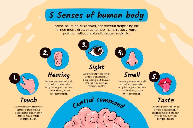 Vector gratuito infografía de los 5 sentidos dibujada a mano