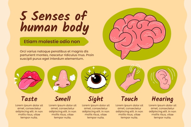 Vector gratuito infografía de los 5 sentidos dibujada a mano