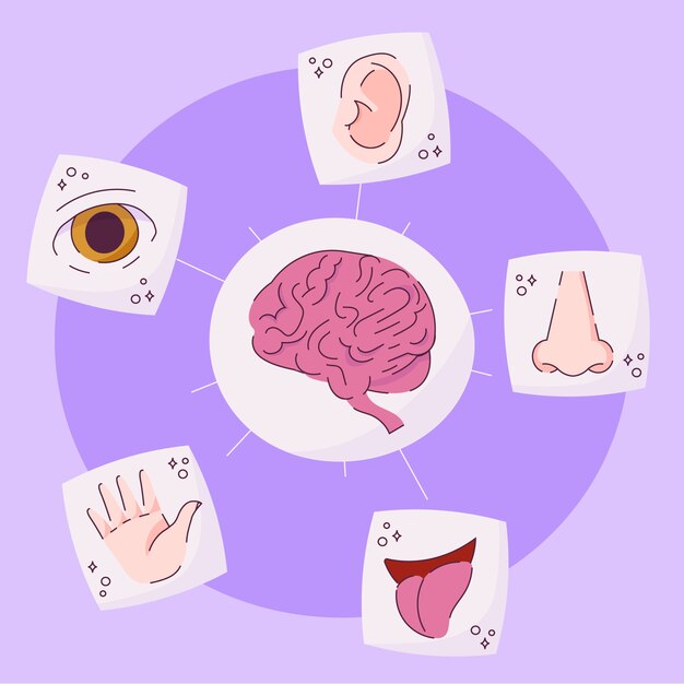 Infografía de los 5 sentidos dibujada a mano