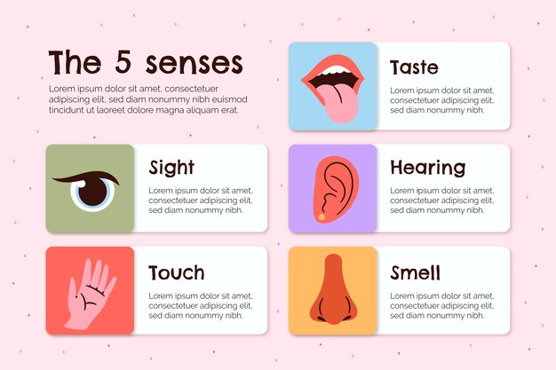 Infografía de los 5 sentidos dibujada a mano