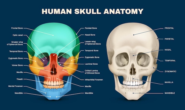 Vector gratuito infografía de la anatomía del cráneo humano en vista frontal con partes etiquetadas en un fondo azul oscuro ilustración vectorial realista