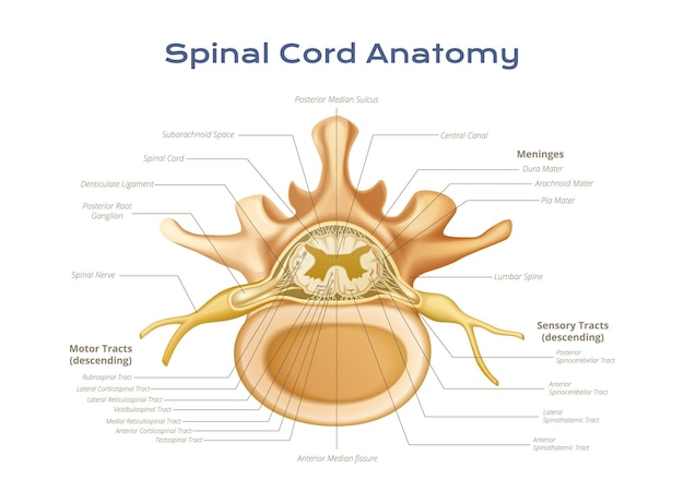 Vector gratuito infografía de la anatomía de la médula espinal de las vértebras con vista de perfil de las vías motoras y sensoriales de las meninges con ilustración vectorial de texto