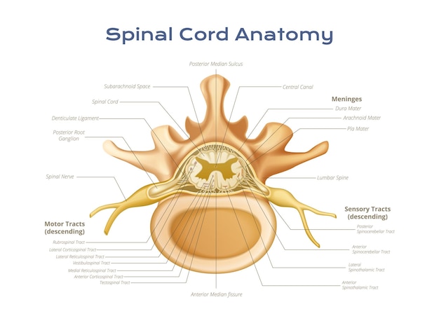 Infografía de la anatomía de la médula espinal de las vértebras con vista de perfil de las vías motoras y sensoriales de las meninges con ilustración vectorial de texto