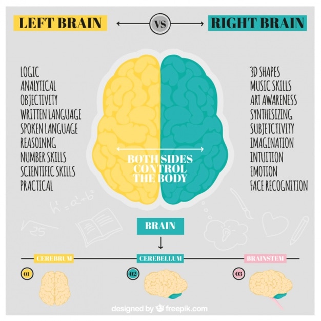 Infografía del cerebro humano dibujada a mano