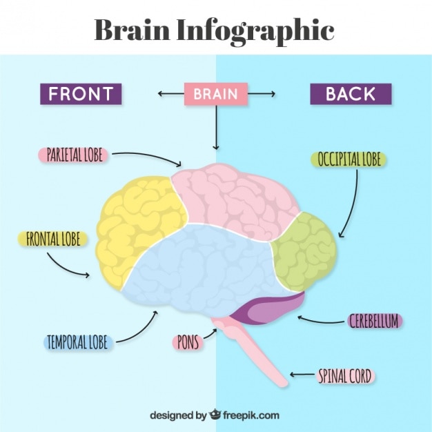 Vector gratuito infografía del cerebro humano con flechas y colores