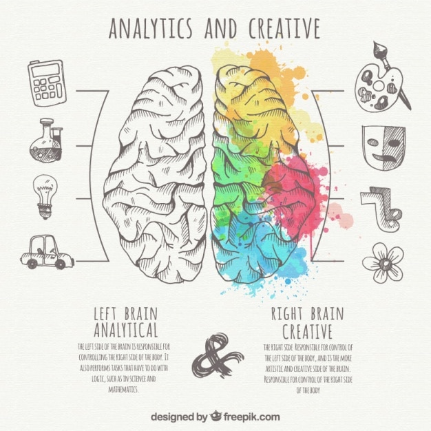 Infografía de cerebro con parte analítica y creativa