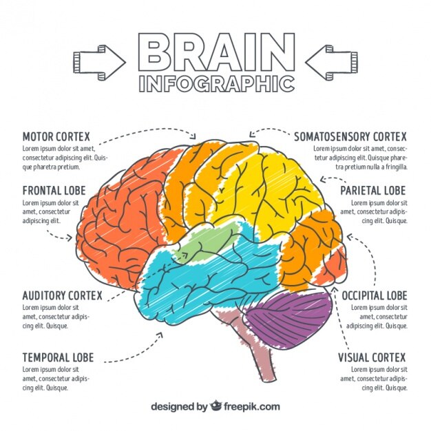 Infografía de cerebro pintado a mano