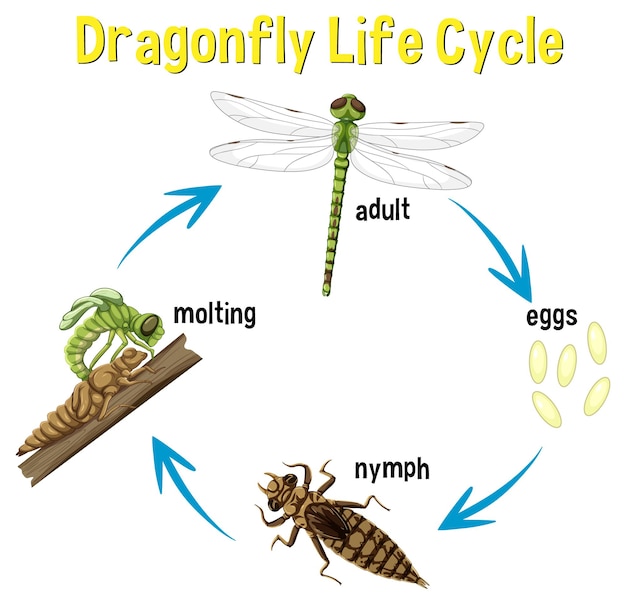 Vector gratuito infografía del ciclo de vida de la libélula