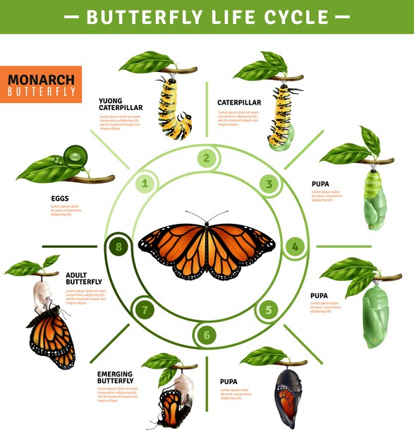 Infografía del ciclo de vida de la mariposa