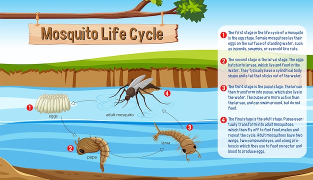 Vector gratuito infografía del ciclo de vida del mosquito