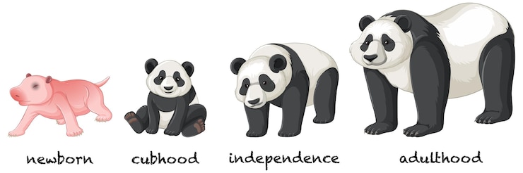 Vector gratuito infografía del ciclo de vida del panda