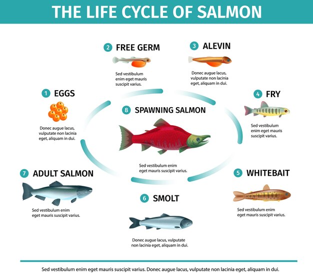 Infografía del ciclo de vida del salmón.