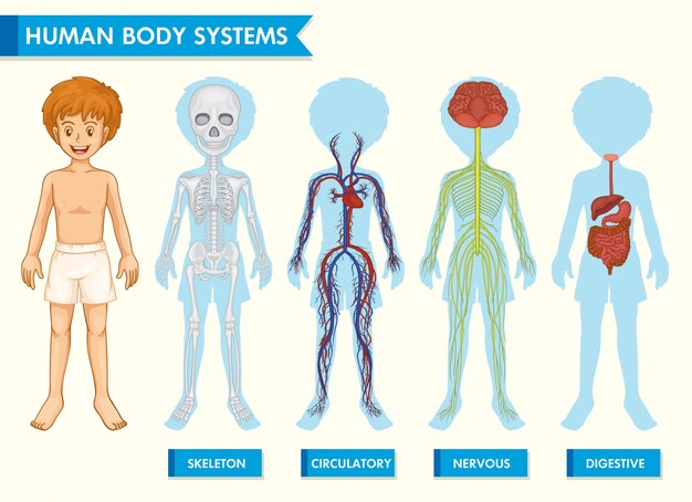 Infografía científica médica de los sistemas del cuerpo humano.