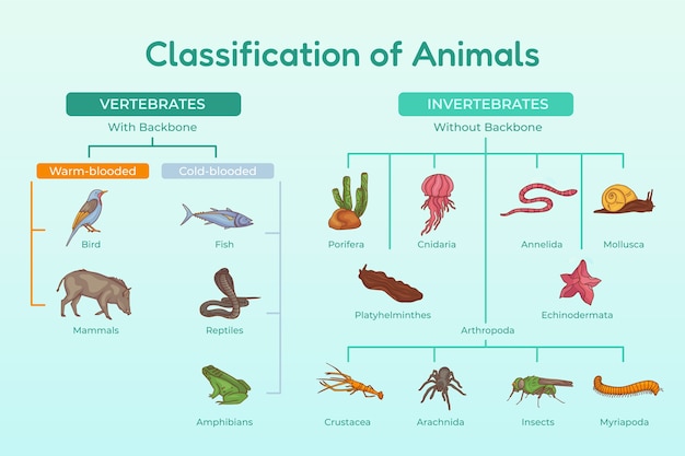 Vector gratuito infografía de clasificación de animales dibujada a mano