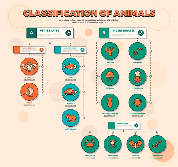 Infografía de clasificación de animales dibujada a mano