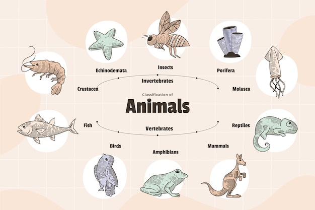 Vector gratuito infografía de clasificación de animales dibujada a mano