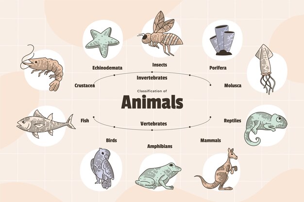 Infografía de clasificación de animales dibujada a mano