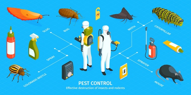 Infografía de control de plagas isométrica con leyendas de texto editables trabajadores con trajes de protección química y elementos de alimañas