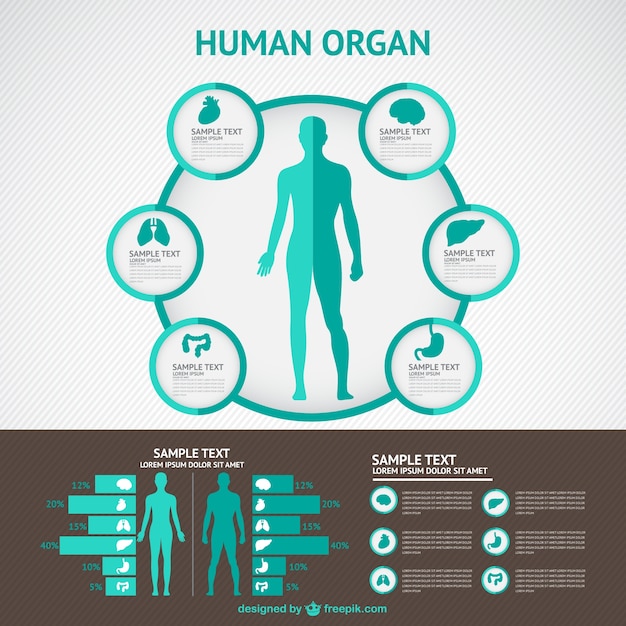 Infografía de cuerpo humano