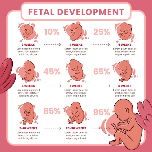 Infografía de desarrollo fetal dibujada a mano.