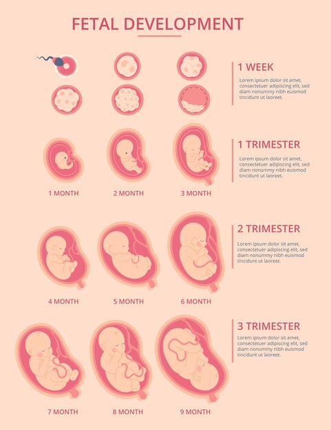Infografía de desarrollo fetal dibujada a mano.