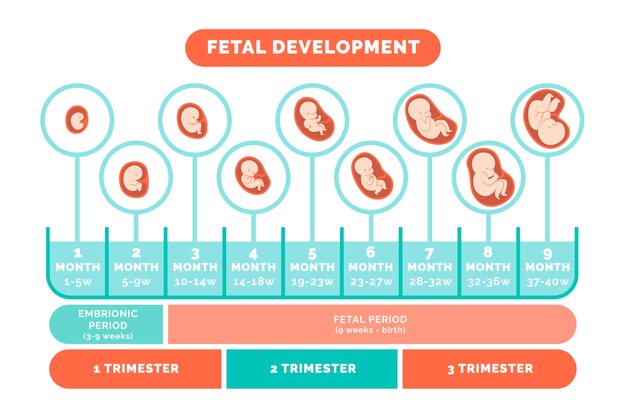 Infografía de desarrollo fetal dibujada a mano.