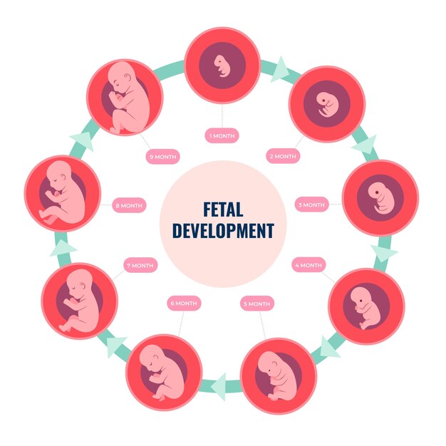 Infografía de desarrollo fetal dibujada a mano.