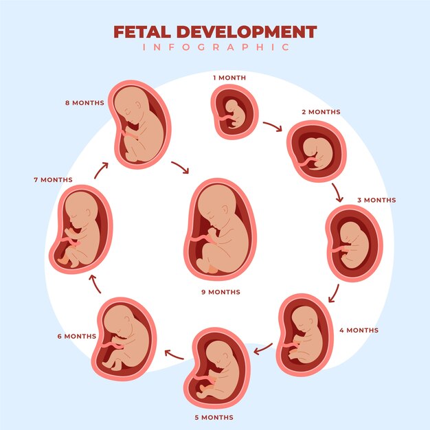 Infografía de desarrollo fetal dibujada a mano.