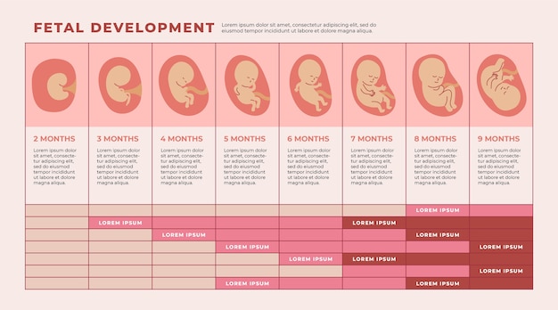 Infografía de desarrollo fetal dibujada a mano.